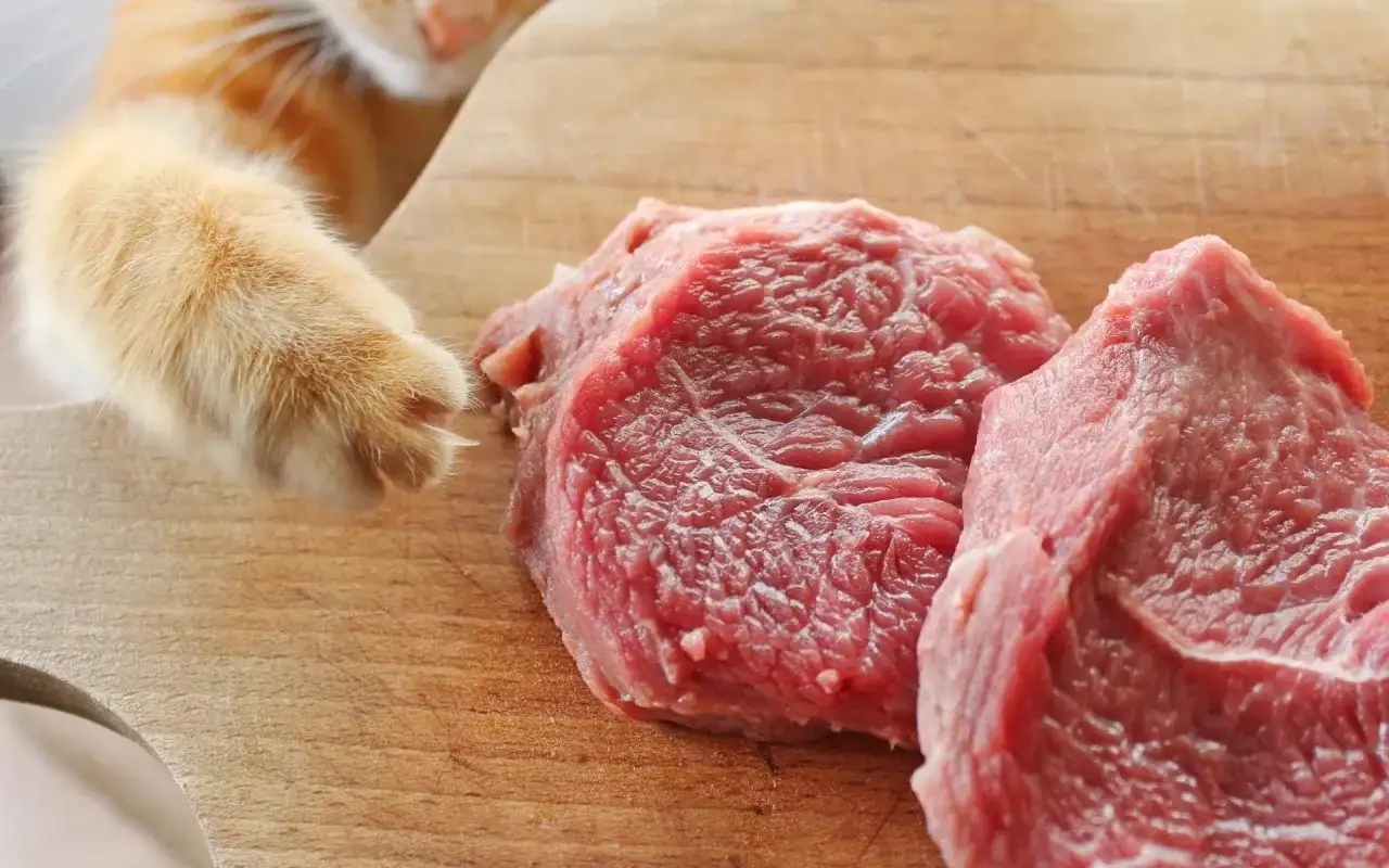 Jak prawidłowo przygotować surowe mięso dla kota: kompletny poradnik