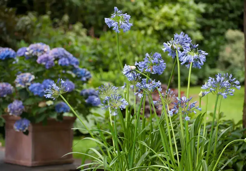 Czy agapant zimuje w gruncie? Kluczowe informacje o przetrwaniu zimy