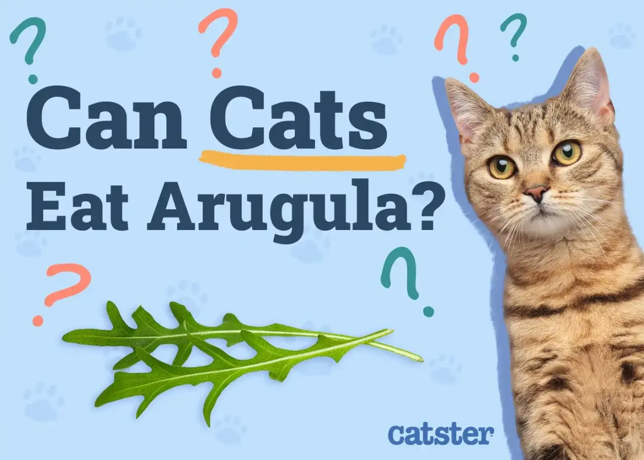 Kot patrzy na rukolę na niebieskim tle z pytajnikami.