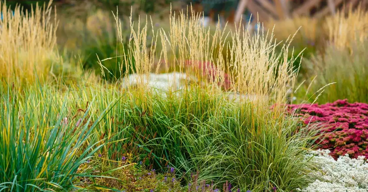 Jak przycinać trawy, aby uniknąć błędów i uzyskać piękny efekt