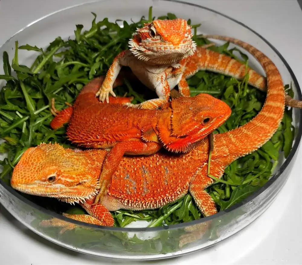 Agama czy gekon - który jaszczur lepiej odpowiada Twoim potrzebom?