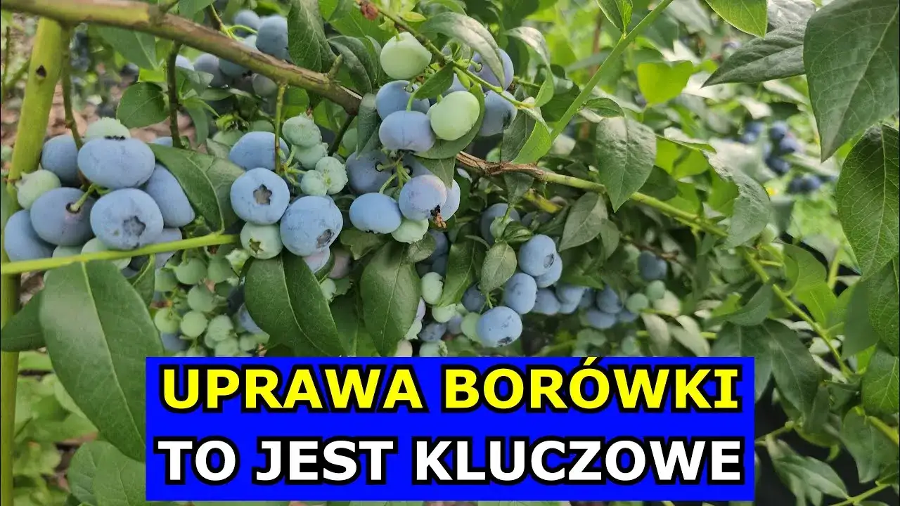 Jak uprawiać borówkę amerykańską i uniknąć najczęstszych błędów