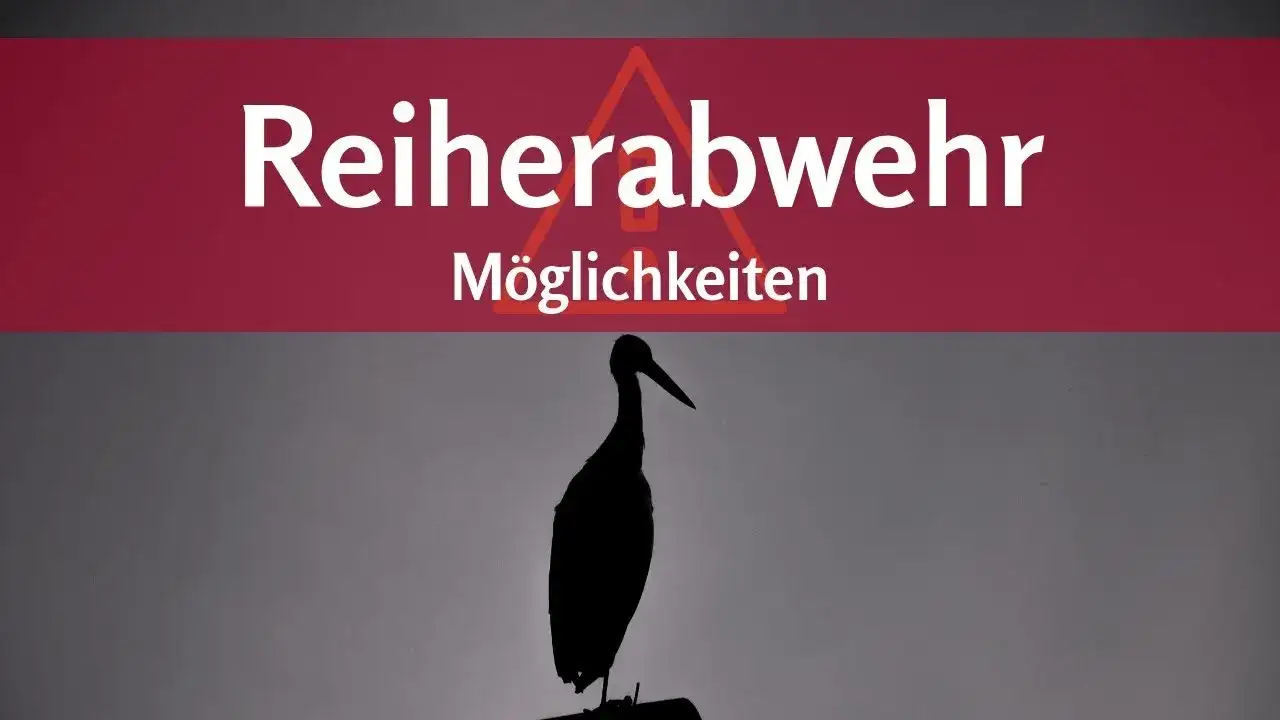 Effektive Methoden: Was hilft gegen Reiher am Teich? Schützen Sie Ihre Fische