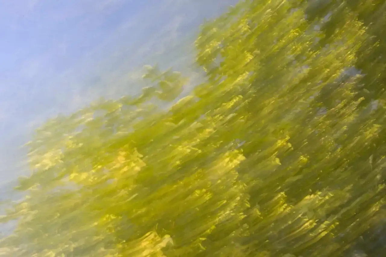 Abstrakcja fotografia: zielone liście tańczące na wietrze pod błękitnym niebem, tworząc dynamiczny wzór.