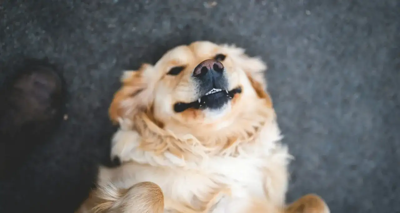 Kudłate psy do adopcji: jak wybrać i przygarnąć nowego przyjaciela