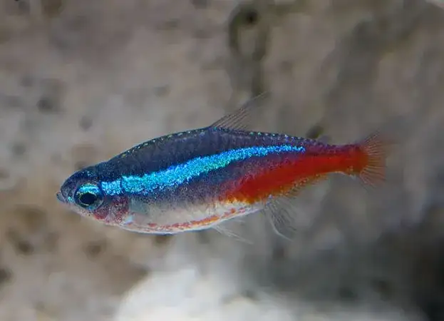 Neonki jaka temperatura wody - uniknij błędów w akwarium