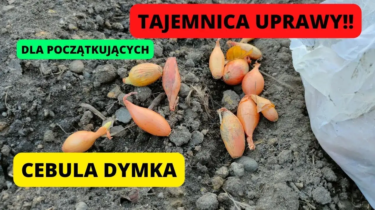 Cebula dymka kiedy sadzić do gruntu, aby uniknąć przymrozków