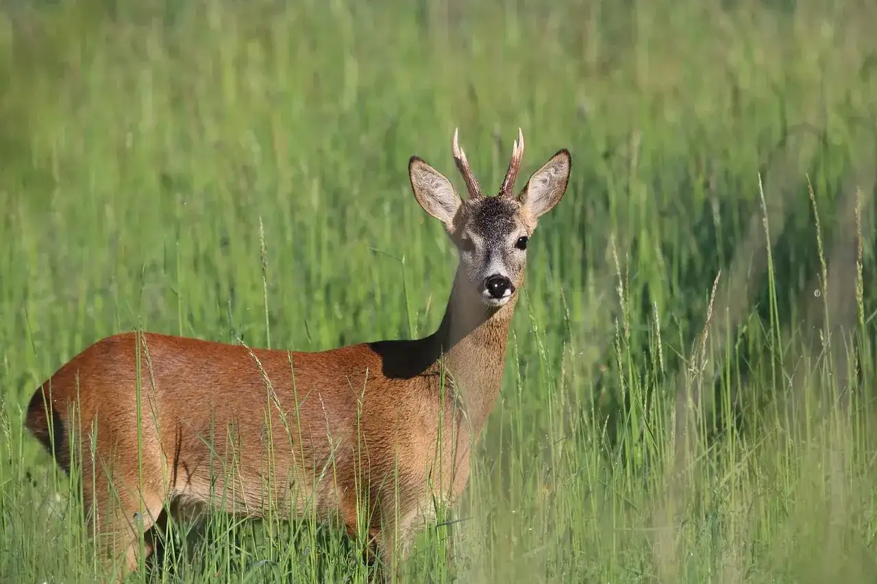 Jak odstraszyć sarny z ogrodu? Skuteczne metody [2024]