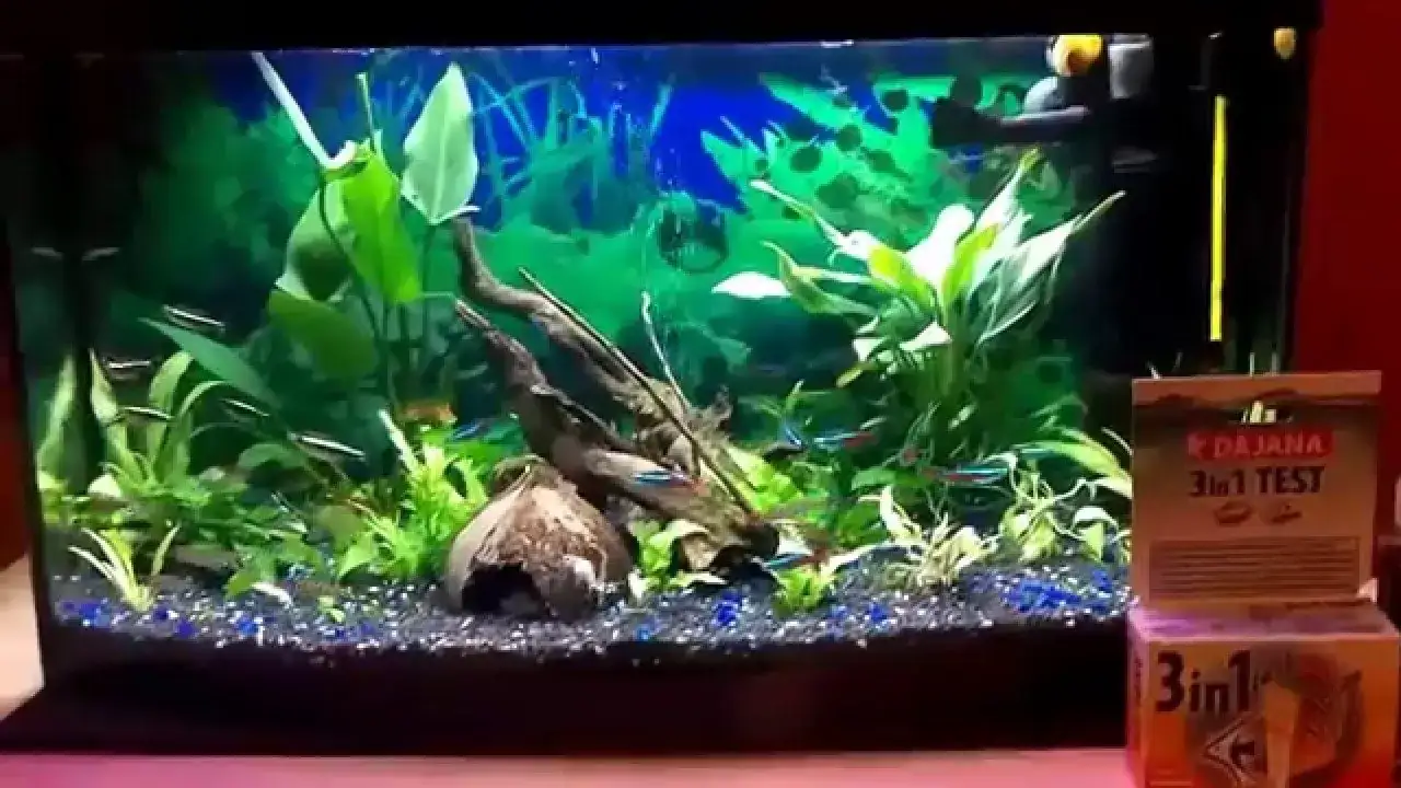 Skuteczne sposoby jak zmiękczyć wodę w akwarium: 5 sprawdzonych metod