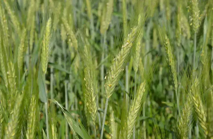 Kiedy kwitnie pszenżyto i jak warunki wpływają na plony