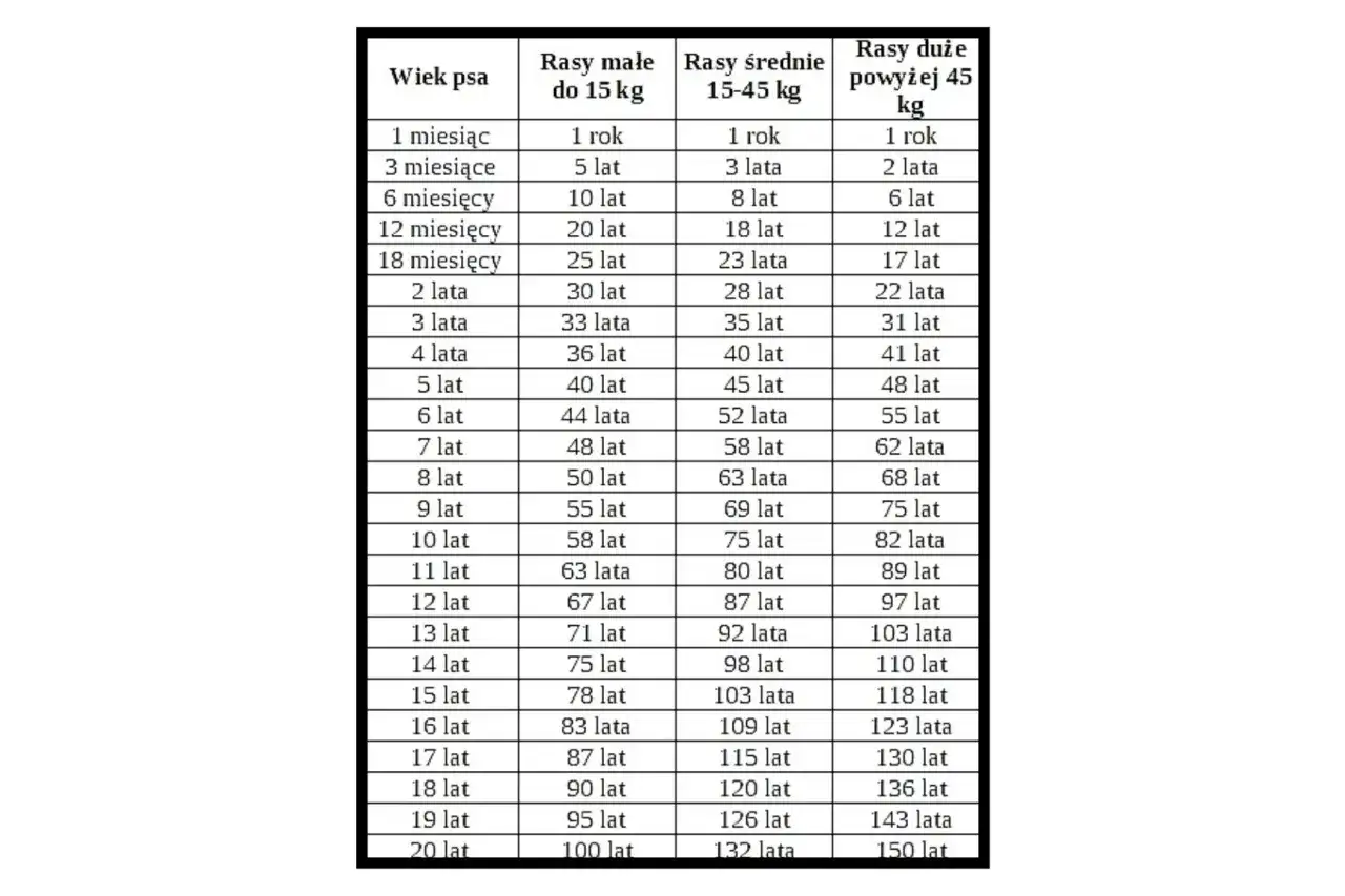 Nowy kalkulator wieku psa – psie lata na ludzkie kalkulator