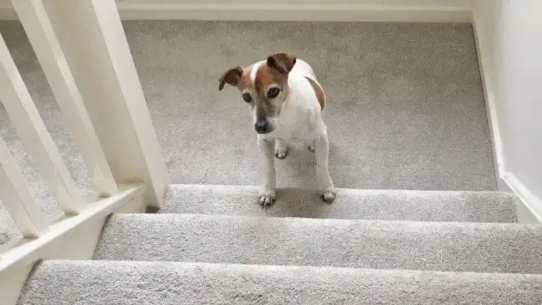 Od kiedy szczeniak może chodzić po schodach? Uniknij kontuzji!