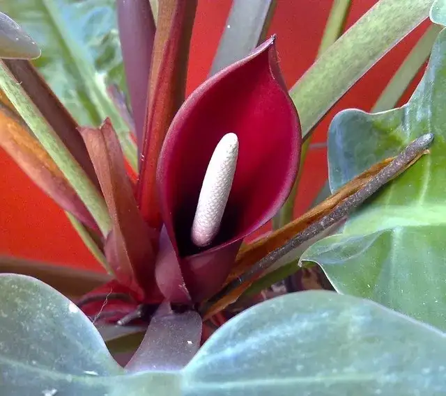 Jak kwitnie filodendron i co zrobić, aby zobaczyć jego kwiaty?