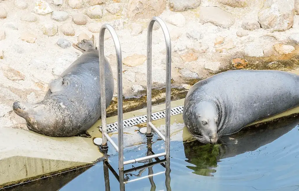 Foki nad Bałtykiem gdzie je zobaczyć? Najlepsze miejsca i porady