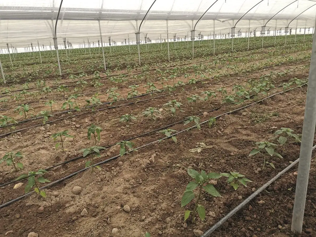 Jak uprawiać paprykę w tunelu - uniknij najczęstszych błędów