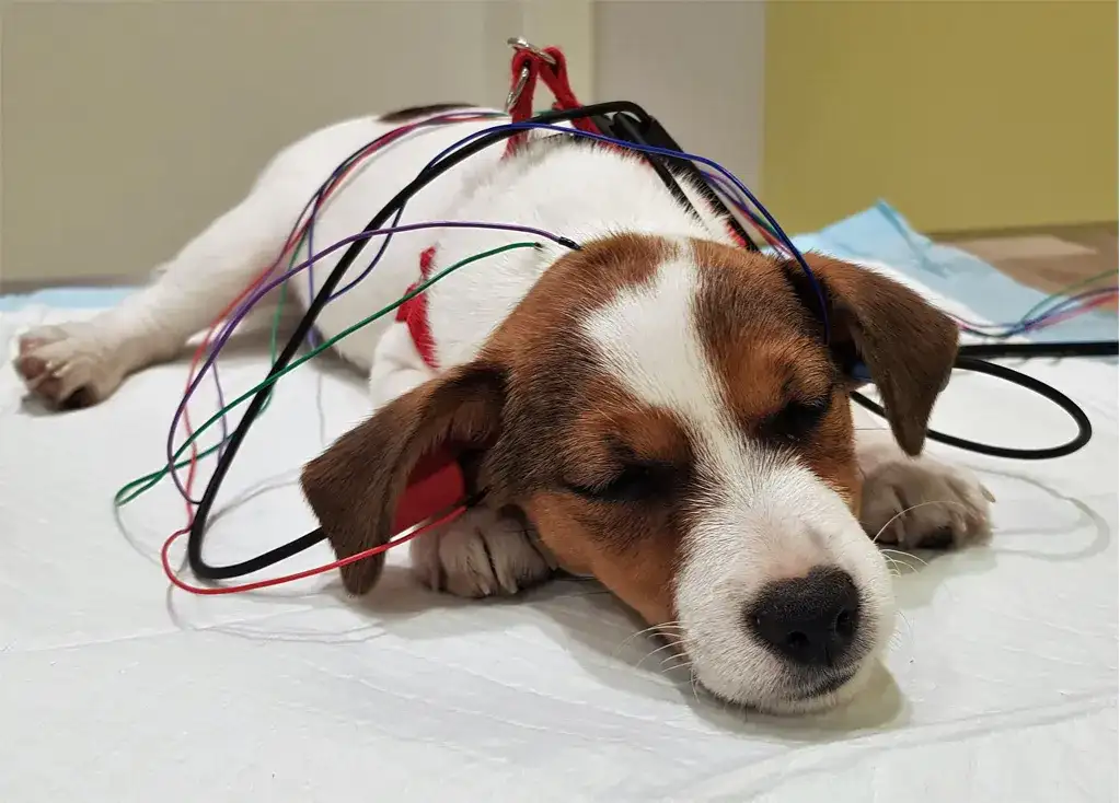 Ile kosztuje badanie słuchu u psa: poznaj aktualne ceny diagnostyki BAER