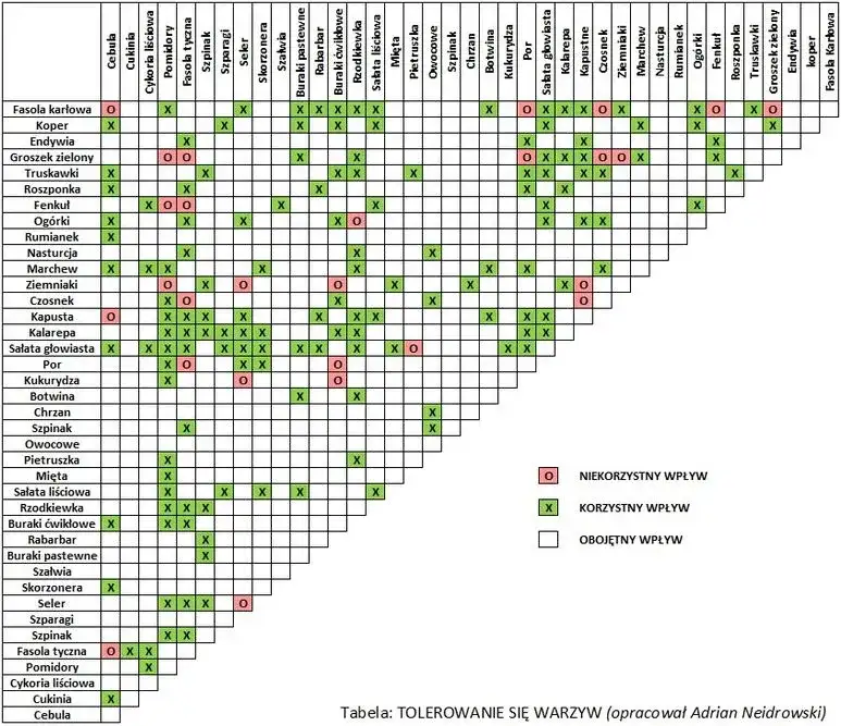 Co sadzić obok ziemniaków, aby uniknąć problemów z plonami?