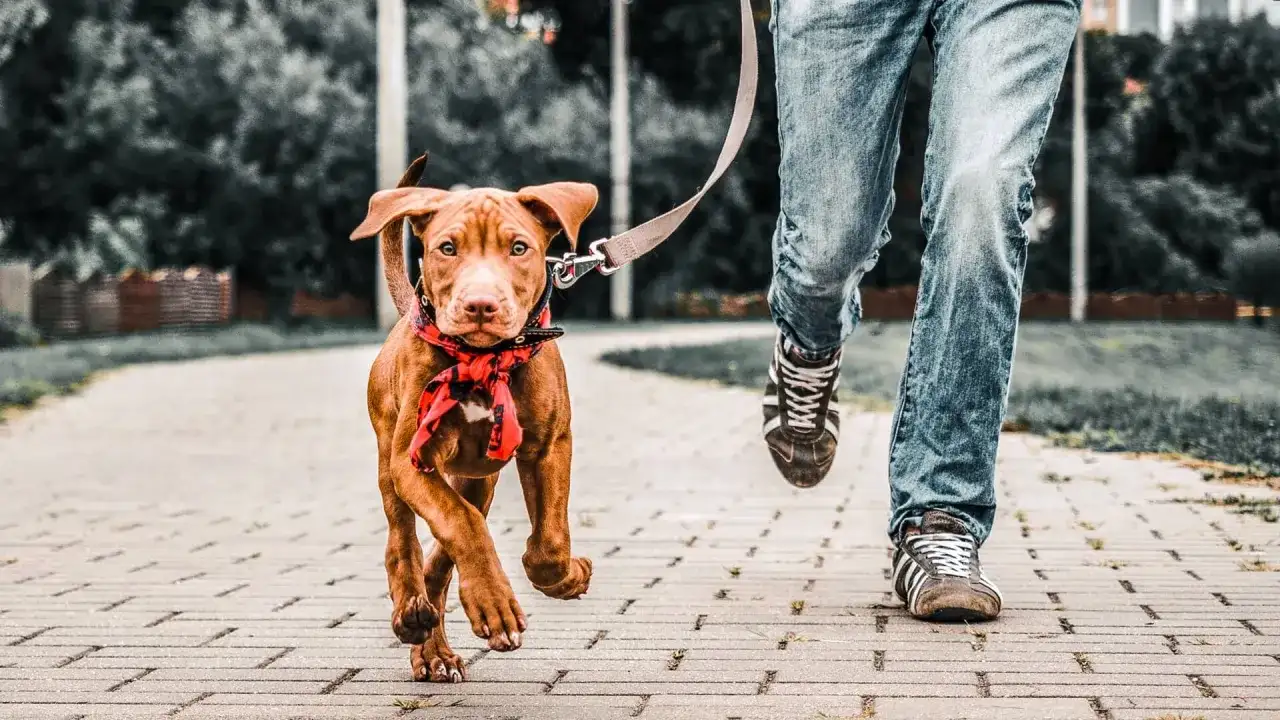 Brązowy szczeniak na smyczy biegnie po chodniku obok nogi człowieka w dżinsach.