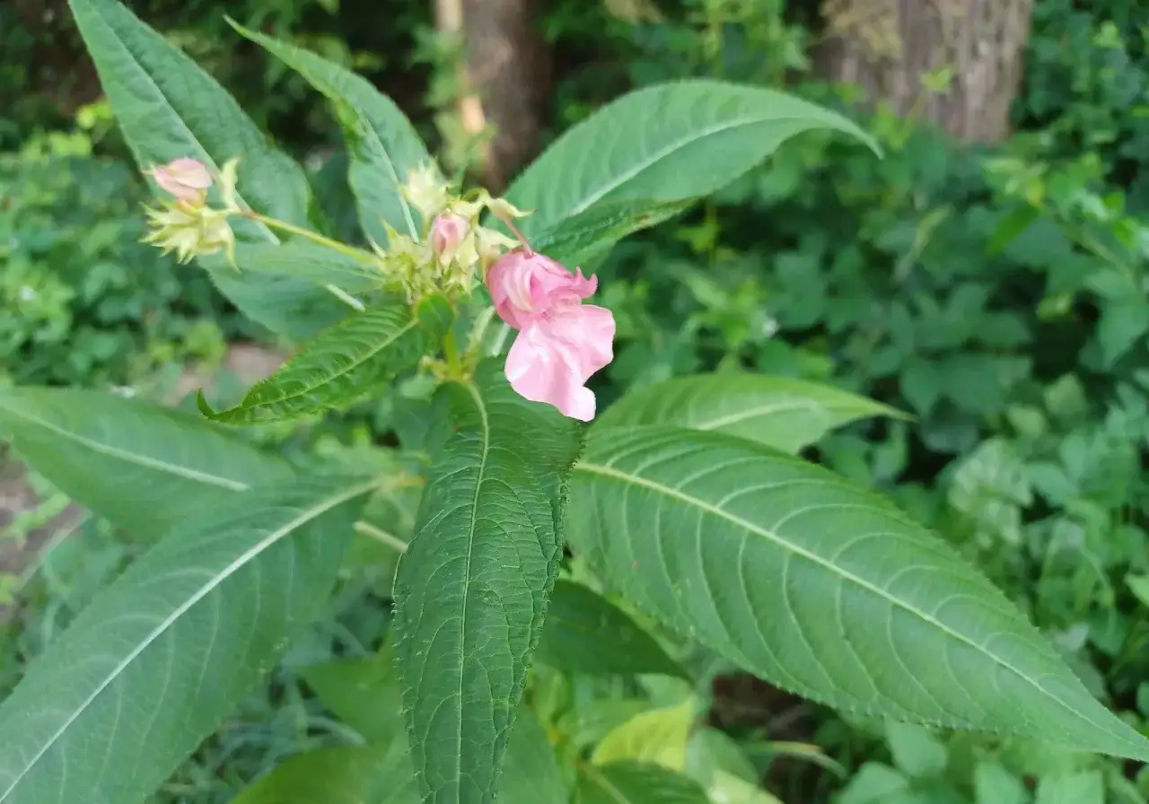 Delikatny, różowy kwiat na tle bujnej zieleni. To cenne **rośliny pod ochroną**, które warto podziwiać z daleka.