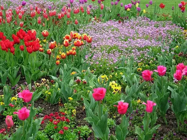 Jak uprawiać fioletowe tulipany? Poradnik sadzenia cebulek
