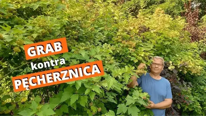 Jak skutecznie sadzić pęcherznicę na żywopłot, uniknij błędów