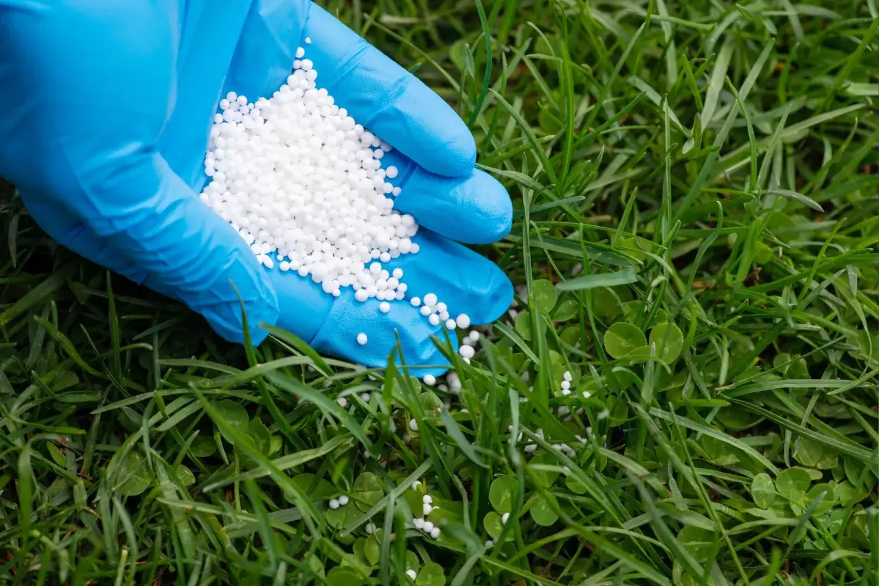 Saletra na trawnik: Ile i jak stosować, by nie spalić trawy?