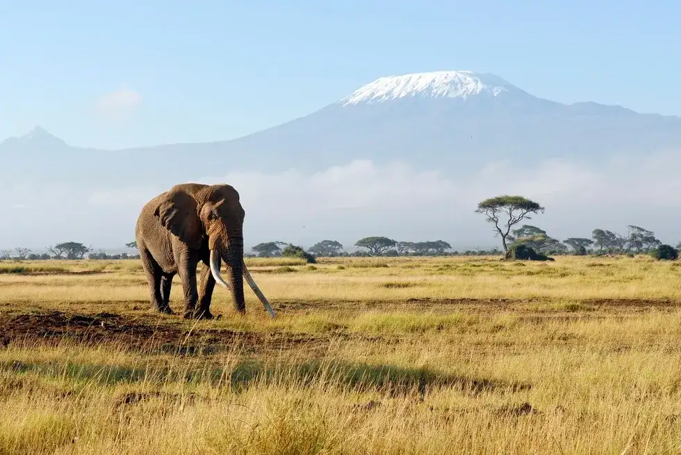 Dlaczego niektóre afrykańskie zwierzęta są zagrożone wyginięciem? Oto smutne przyczyny