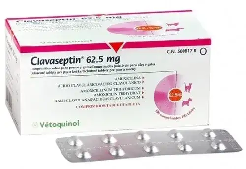 Clavaseptin dla psa: Skuteczny antybiotyk? Dawkowanie i co musisz wiedzieć