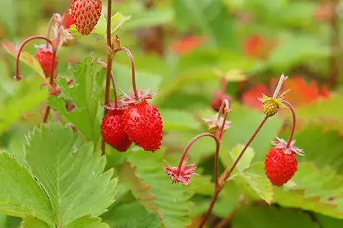 Kiedy sadzić poziomki do gruntu? Najlepszy termin i porady