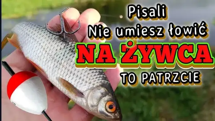Jak prawidłowo założyć żywca na haczyk? Wędkuj skuteczniej!