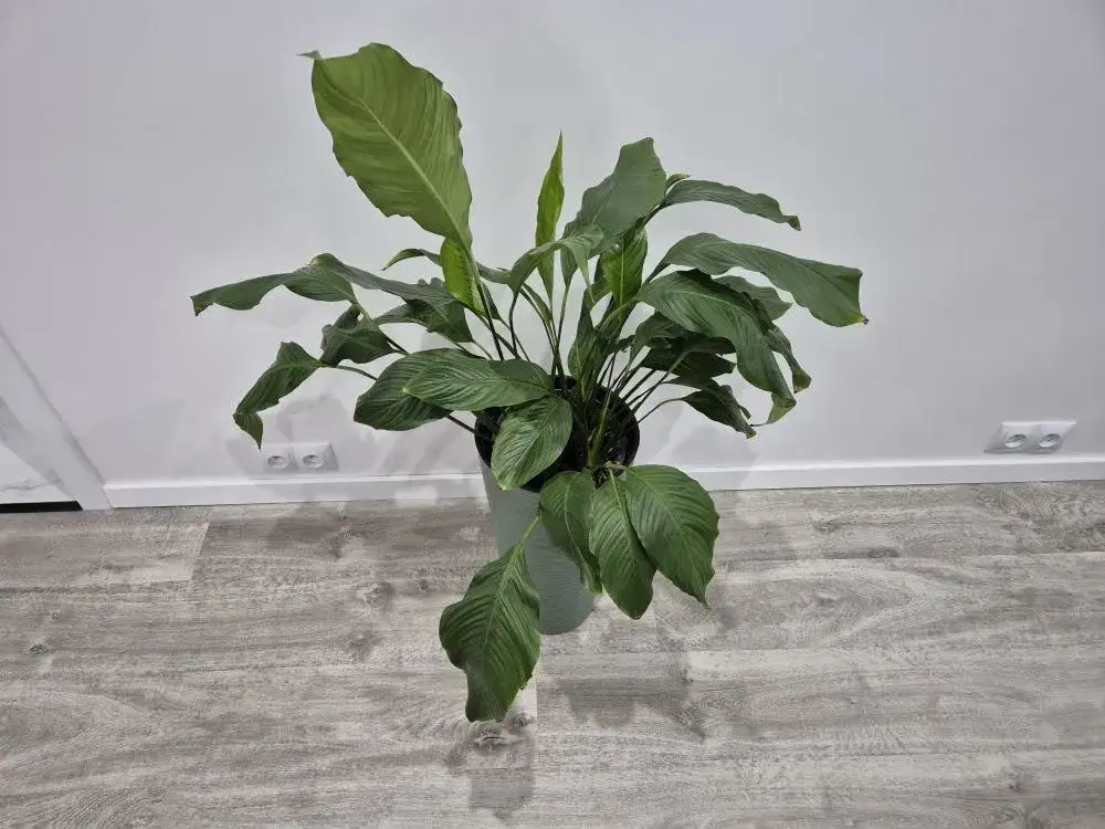 Skrzydłokwiat nie kwitnie? 7 trików, by obudzić go do życia!