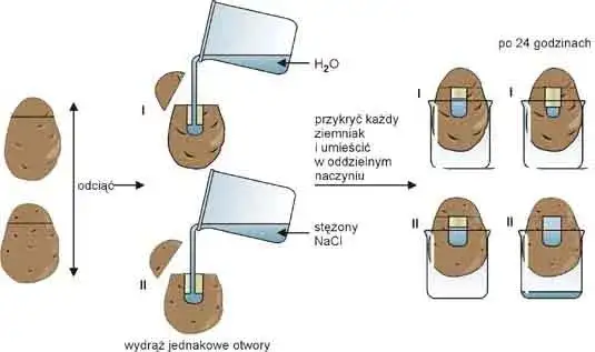 Jak działa osmoza? Eksperyment z ziemniakiem i solą krok po kroku