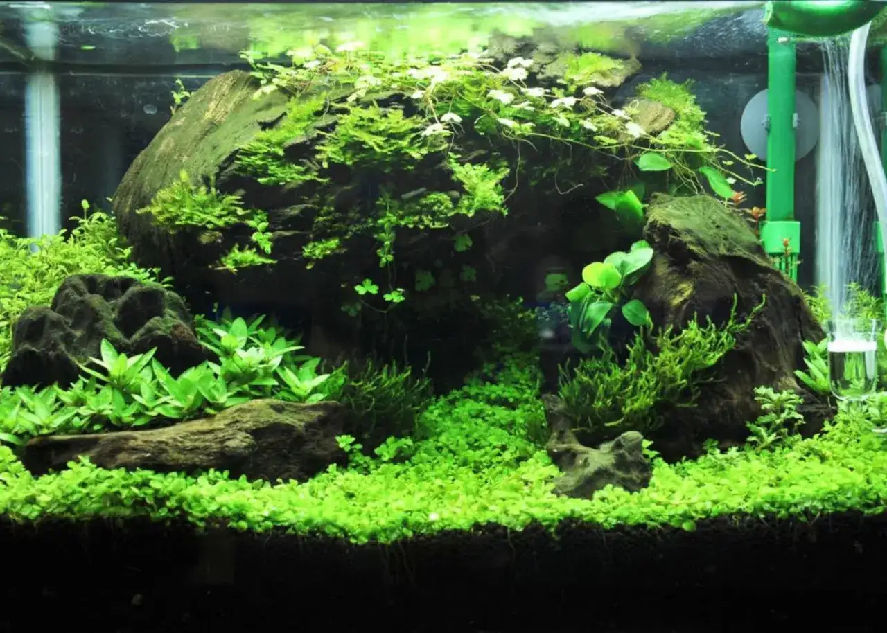 Kiedy podawać mikro i makro w akwarium, aby uniknąć problemów z glonami