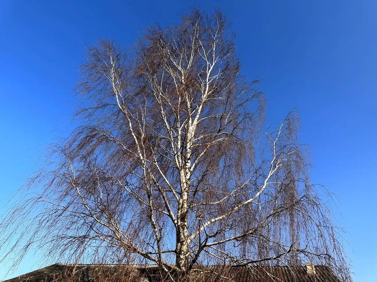 Kara za wycinkę drzewa 2025: Ile zapłacisz? Jak uniknąć?