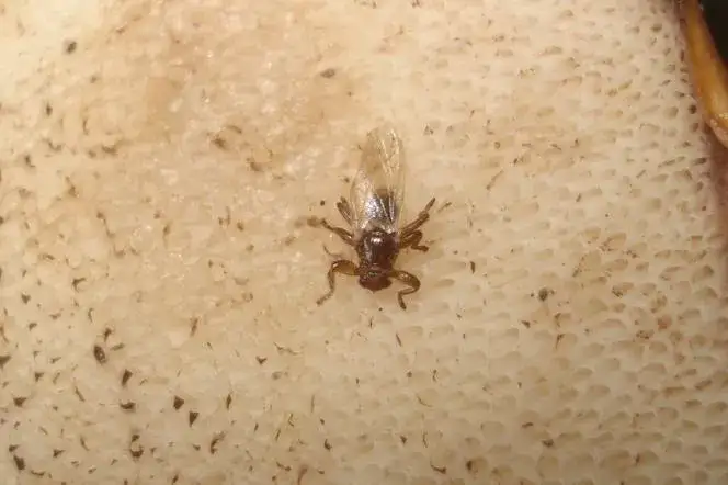 Czy kleszcze latają? Odkryj prawdę o tych groźnych pasożytach