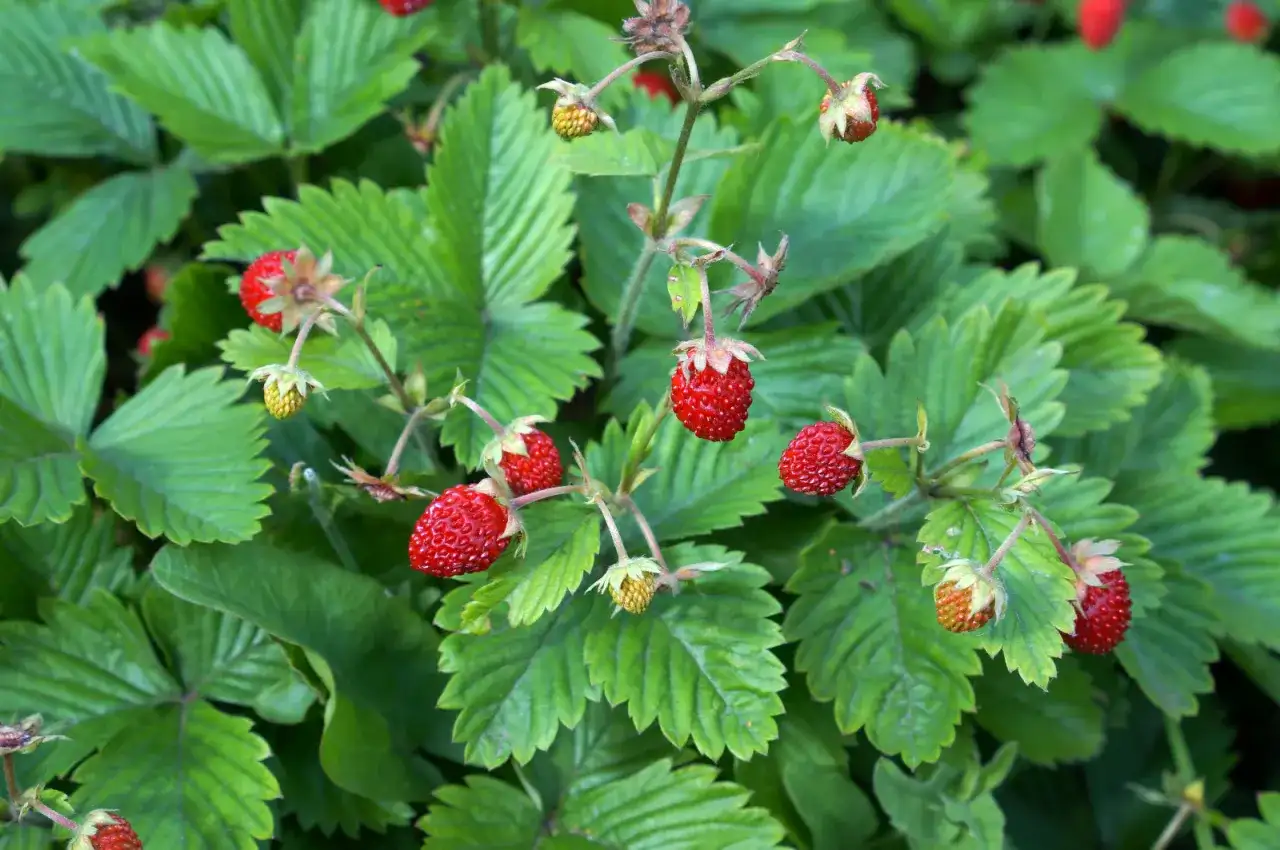 Kiedy jest sezon na poziomki? Odkryj najlepszy czas na zbiór