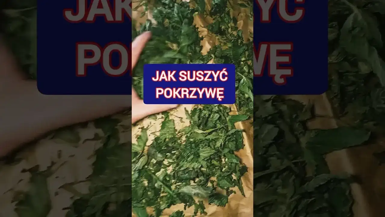 Jak suszyć pokrzywę na herbatę, aby zachować jej cenne właściwości