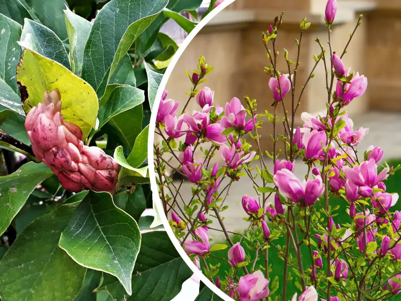 Owoc magnolii i jej kwitnące pędy. Czy gałązka magnolii się ukorzeni?