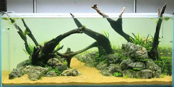 Jakie rośliny na korzeń do akwarium? Oto łatwe w pielęgnacji opcje