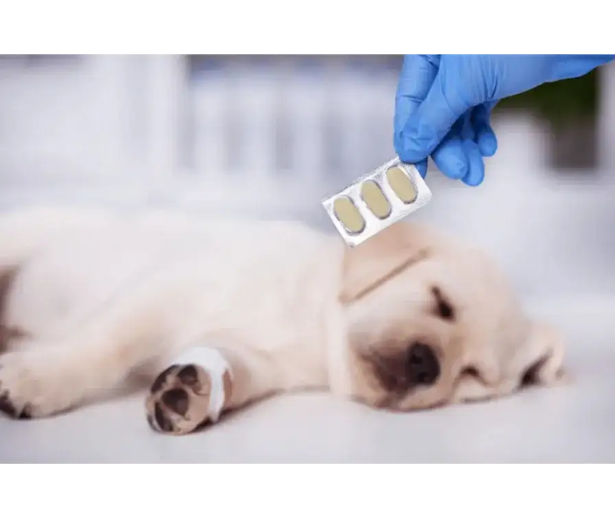 Cena odrobaczenia szczeniaka: Ile zapłacisz i dlaczego to ważne?