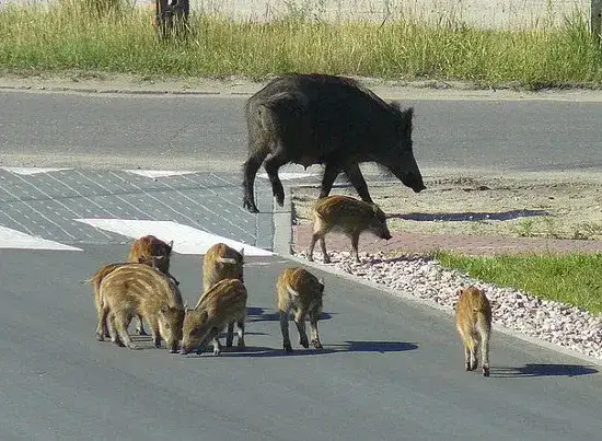 Dziki na osiedlu: Jak reagować i chronić swoje bezpieczeństwo?
