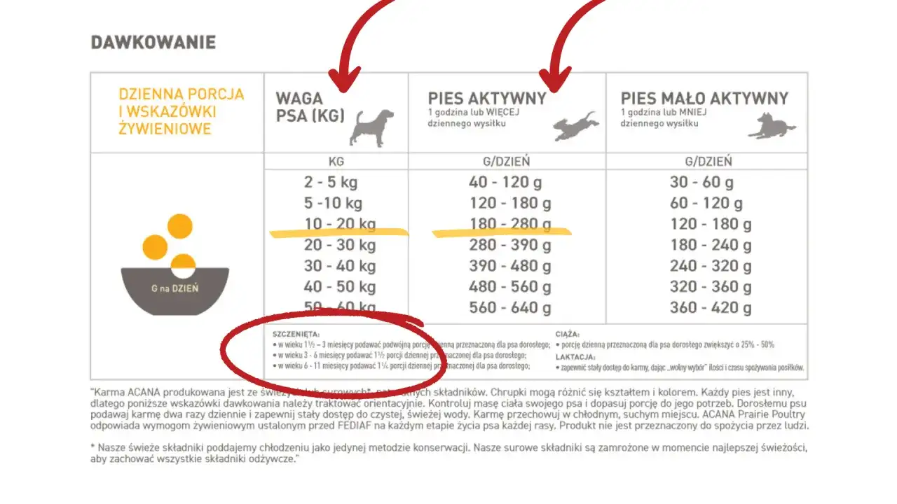 Ile karmy dla szczeniaka maltańczyka? Tabela dawkowania i porady