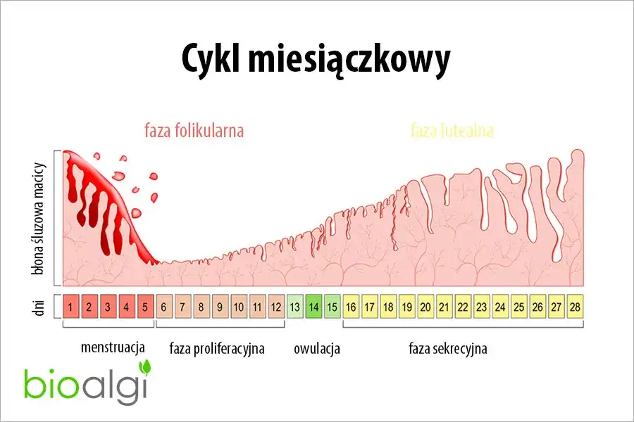 Kiedy zaczyna się cykl miesiączkowy? Licz i zrozum swoje ciało!