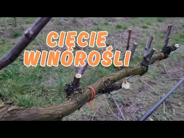 Jak przycinać winorośl na wiosnę, aby uniknąć błędów i uzyskać plony