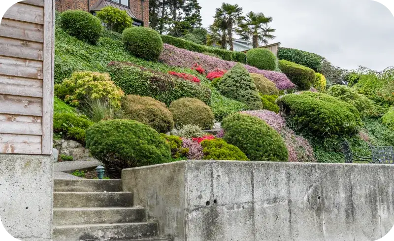 Jakie rośliny na skarpę przy tarasie? Sprawdź najlepsze opcje i uniknij błędów!