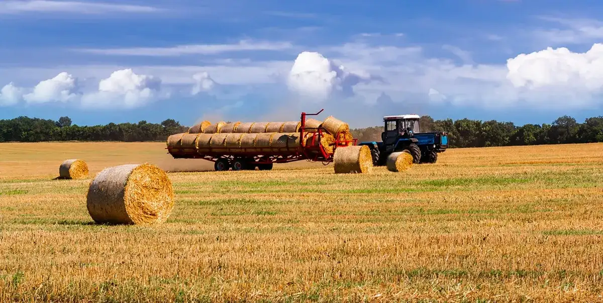 Rolnictwo w Australii: Najnowsze trendy i zmiany w sektorze rolniczym