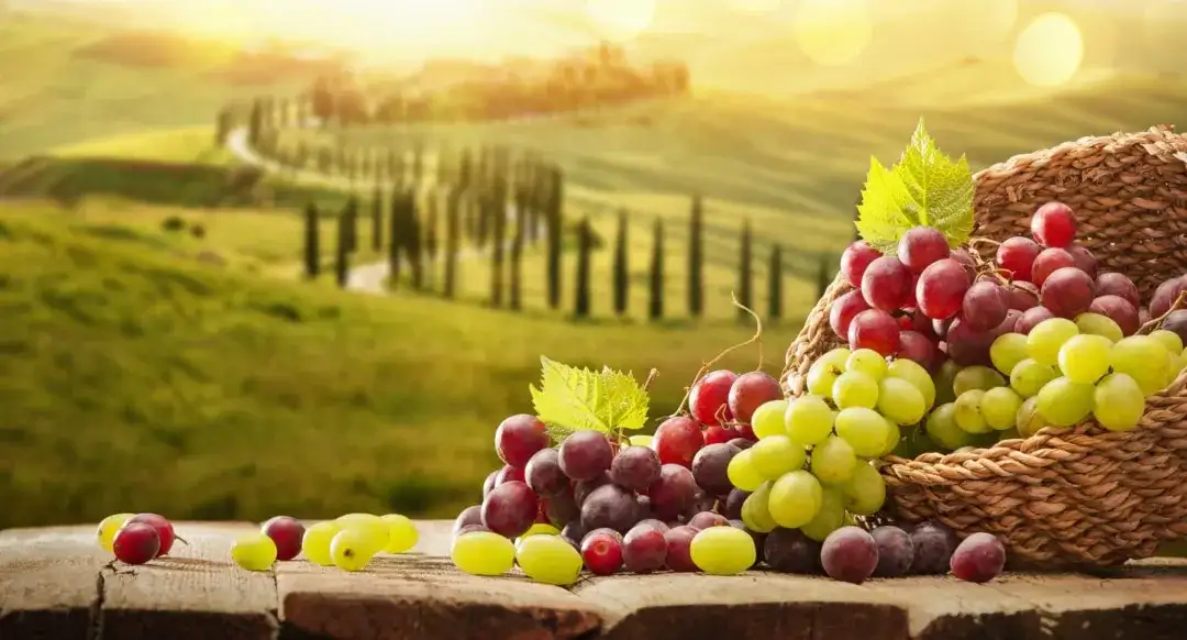 Die überraschenden Vitamine in Weintrauben und ihre Gesundheitsvorteile
