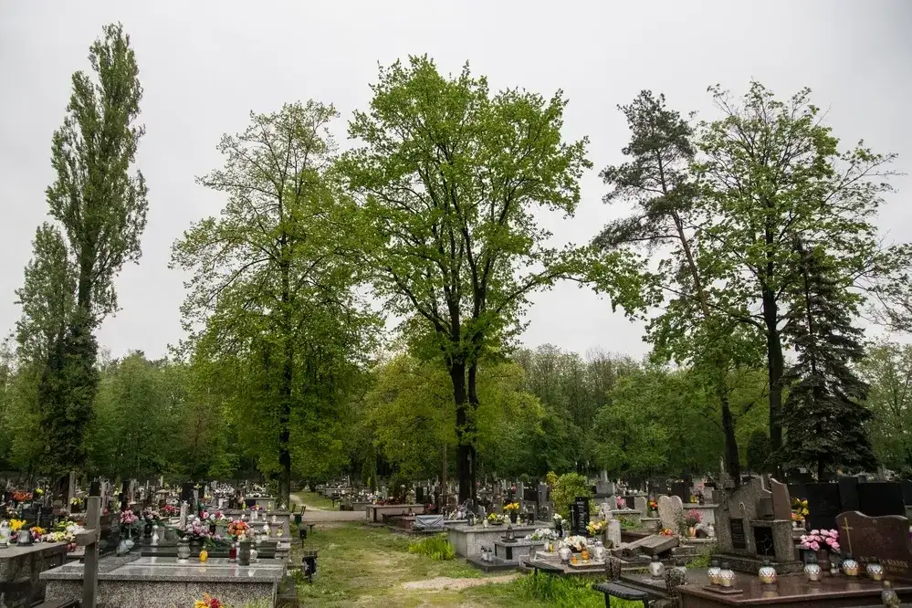 Jak napisać podanie o wycięcie drzewa na cmentarzu, aby uniknąć problemów