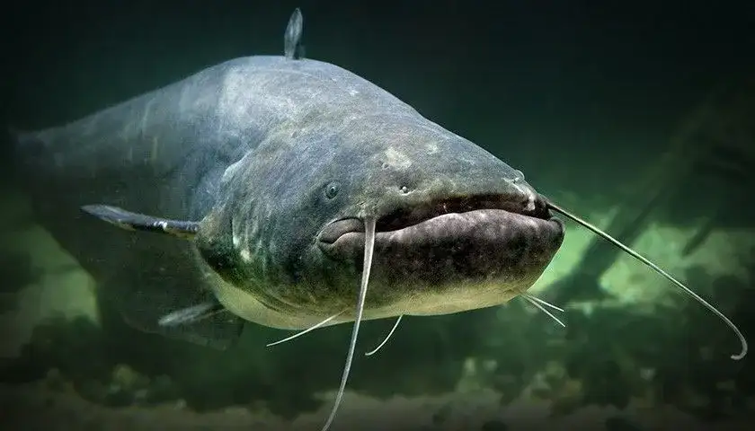 Najskuteczniejsze przynęty na suma – uniknij najczęstszych błędów w łowieniu