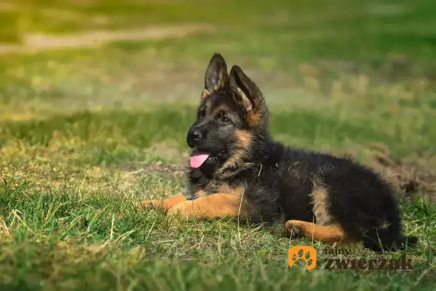 Ile kosztuje owczarek niemiecki? Poznaj realne koszty i pułapki!